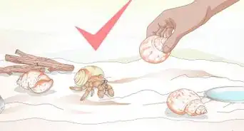 Help a Hermit Crab Change Shells