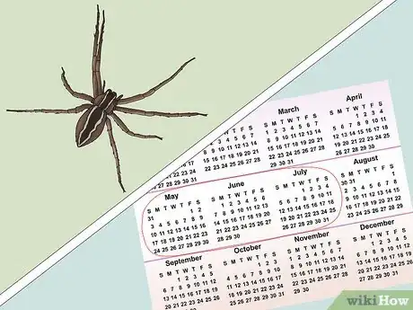 Image titled Identify a Nursery Web Spider Step 11
