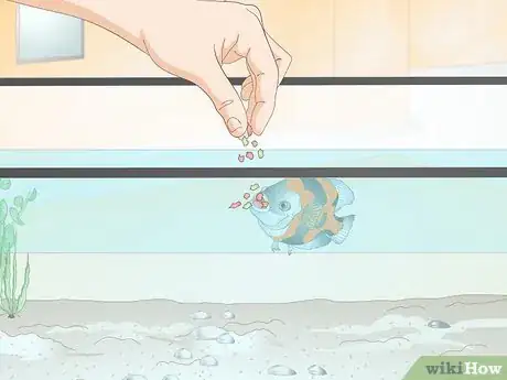 Image titled Train Your Fish to Do Tricks Step 3