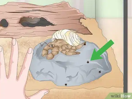 Image titled Make Your Hermit Crab Live for a Long Time Step 10