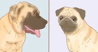 Identify a Pug