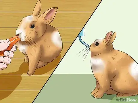 Image titled Make Sure Your Rabbit Has the Best Life You Can Give It Step 13