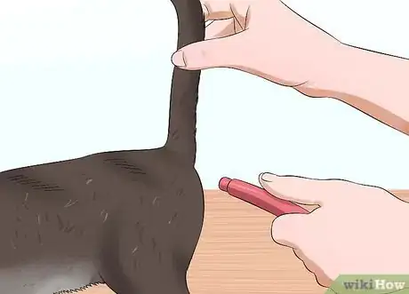 Image titled Give a Cat an Enema at Home Step 9