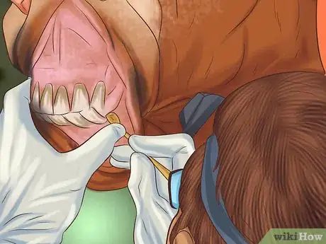 Image titled Tell If a Horse Needs Teeth Floated Step 12