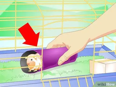 Image titled Make Your Guinea Pig Comfortable in Its Cage Step 14