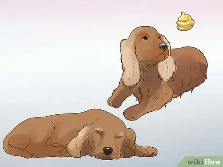 Image titled Care for a Cocker Spaniel Step 21