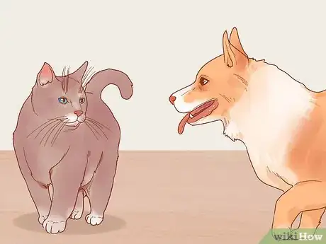 Image titled Choose a Cat Step 5