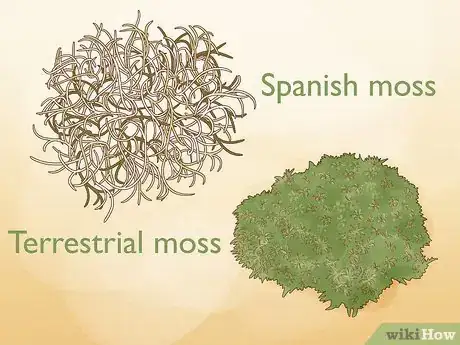 Image titled Make Moss Terrariums Step 4