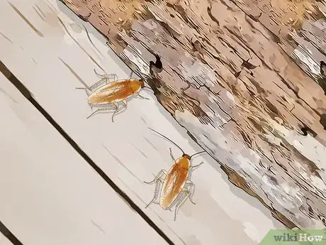 Image titled Identify a Cockroach Step 34