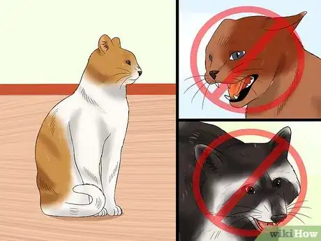 Image titled Tell if a Cat Has Rabies Step 10