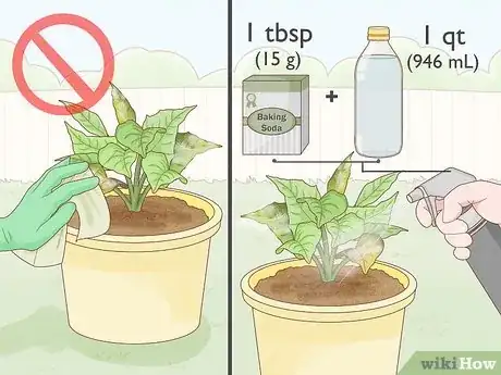 Image titled Get Rid of Mold on Houseplants Step 1