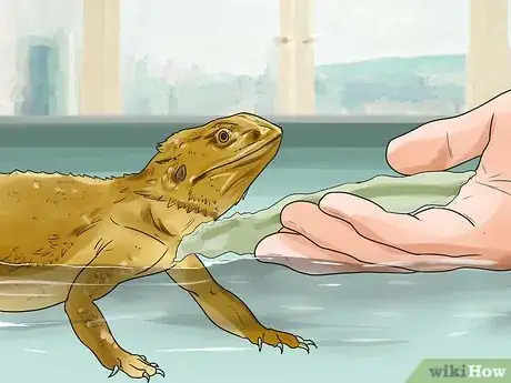 Image titled Give a Bearded Dragon a Bath Step 7