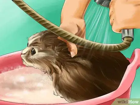 Image titled Determine Why Your Cat Does Not Groom Itself Step 14