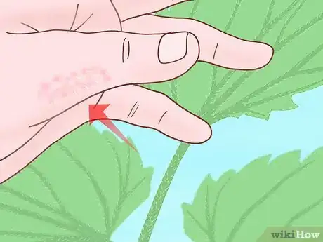 Image titled Touch Nettles Without Stinging Yourself Step 1