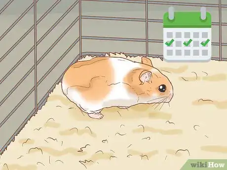 Image titled Tame Your Winter White Hamster Step 1
