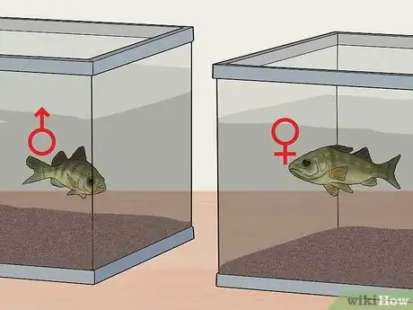 Image titled Keep Bass and Other American Gamefish in Your Home Aquarium Step 9