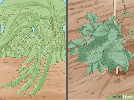 Image titled Grow Pinto Beans Step 2