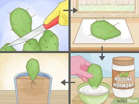 Image titled Grow Cactus in Containers Step 2