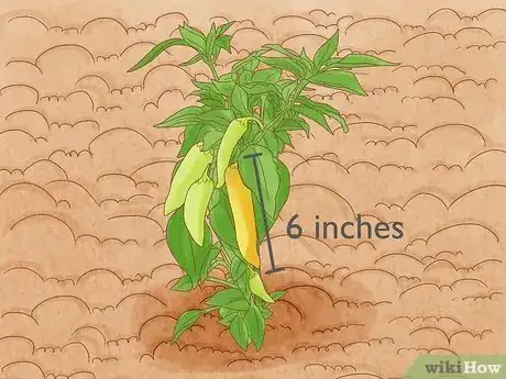 Image titled When to Pick Banana Peppers Step 2