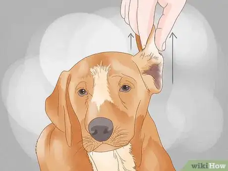 Image titled Massage a Dog to Poop Step 11