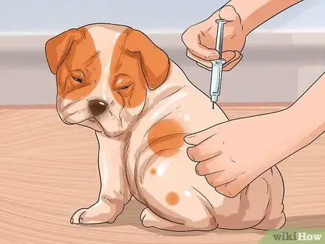 Image titled Prevent Canine Distemper Step 1