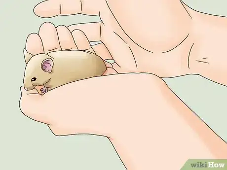 Image titled Bond With Your Pet Rat Step 14