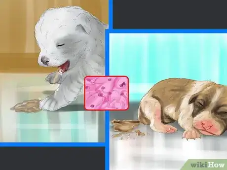 Image titled Spot Health Problems in Newborn Puppies Step 7