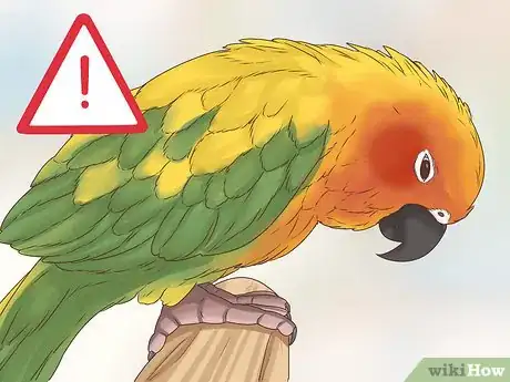 Image titled Spot Signs of Disease in Conures Step 7