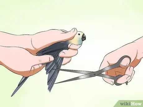 Image titled Clip a Cockatiel's Flier Feathers Step 1