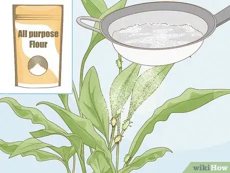 Image titled Keep Aphids Away Using Eco Friendly Methods Step 4