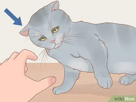 Image titled Stop a Cat from Biting or Scratching During Play Step 1