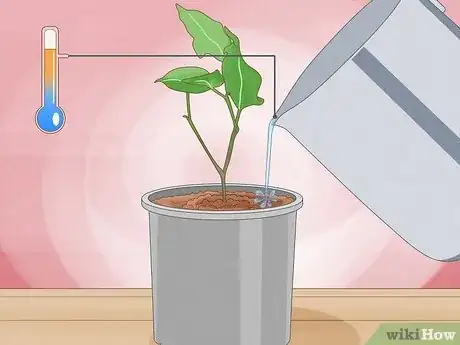 Image titled Grow a Ficus Benjamina Step 10