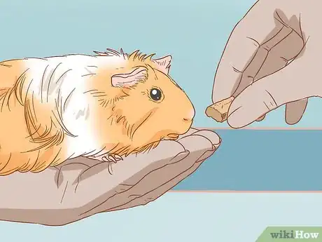 Image titled Help Your Guinea Pig Adjust to You Step 10