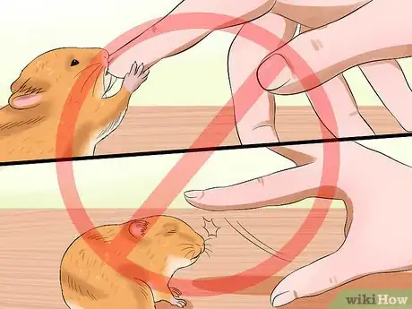 Image titled Hold Your Syrian Hamster Step 11