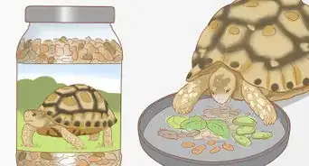 Care for a Leopard Tortoise