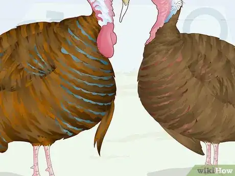 Image titled Sex Turkeys Step 6