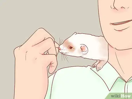 Image titled Train Your Ferrets to Do Tricks Step 6