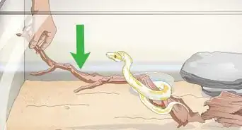 Build a Relationship with Your Snake
