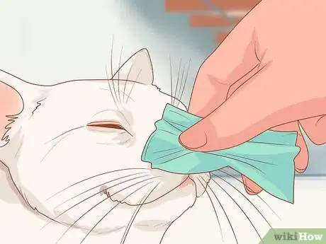 Image titled Treat a Cat with a Stuffy Nose Step 5