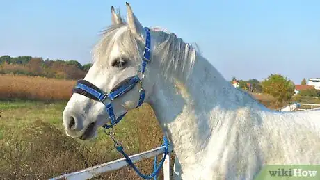 Image titled Tack up a Horse Step 1