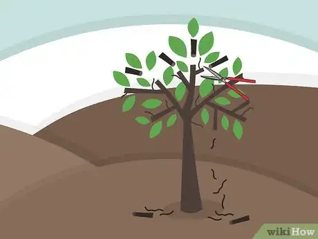 Image titled Dwarf an Apple Tree Step 10