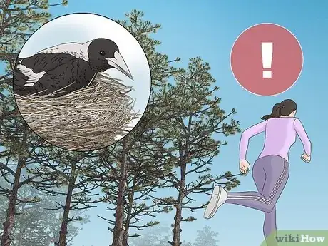 Image titled Keep Safe from Swooping Australian Magpies Step 1