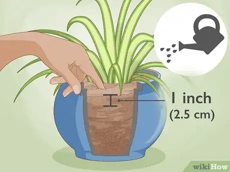 Image titled Care for a Spider Plant Step 5