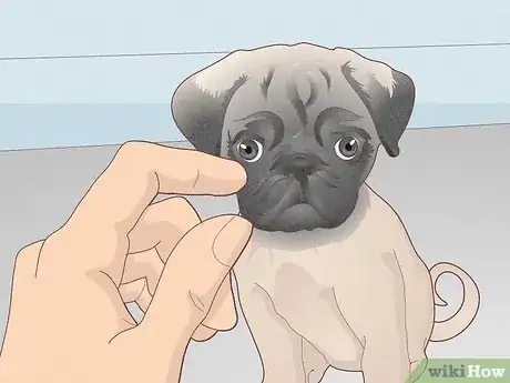 Image titled Buy a Pug Puppy Step 8