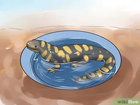 Image titled Take Care of Tiger Salamanders Step 6