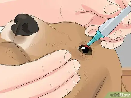 Image titled Diagnose Conjunctivitis in Dogs Step 12