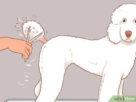 Image titled Full Scissor a Poodle by Hand Step 16
