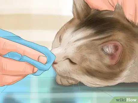 Image titled Bathe a Cat Step 14