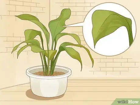 Image titled Save an Overwatered Plant Step 1