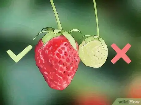 Image titled Pick Strawberries Step 2